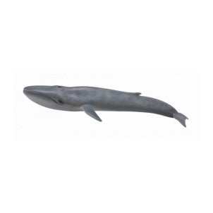 Ballena azul collecta 1