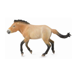 Caballo semental przewalski collecta 1