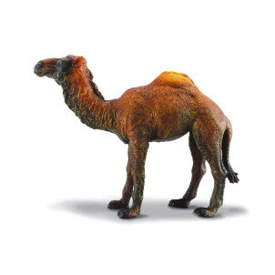 Dromedario collecta 1