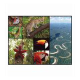 Puzzle 48 pzas amazonas wwf 2