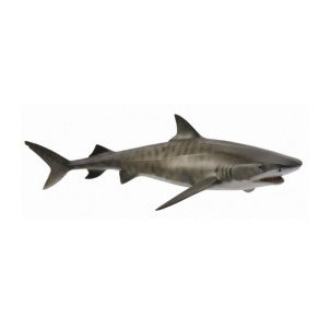 Tiburon tigre collecta 1