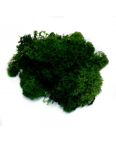 MUSGO Verde Oscuro 100gr 1