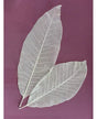 Esqueleto Hoja NATURAL 31-39 cm 5 ud 1
