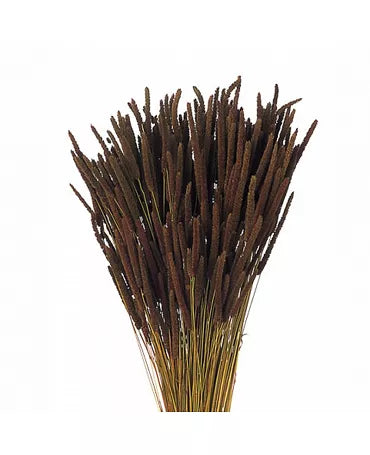 Ramo Phleum preservado marrón 1