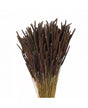 Ramo Phleum preservado marrón 1