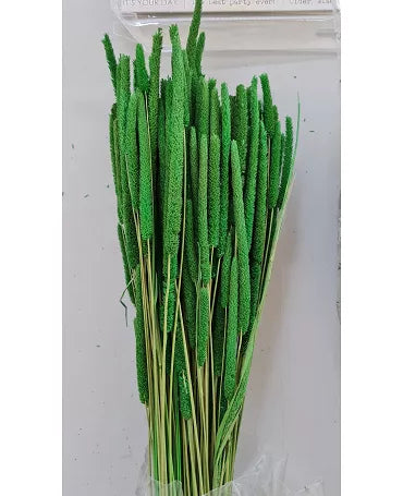 Ramo Phleum preservado verde 1