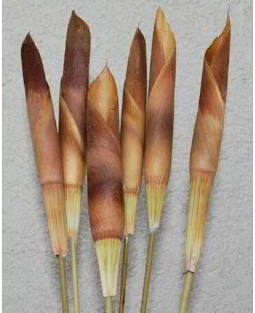 Lanzas Assegai 15 ud 1
