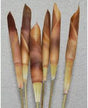 Lanzas Assegai 15 ud 1
