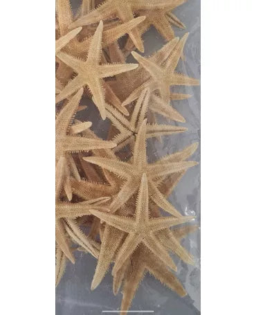 Estrella de Mar 6 ud 1