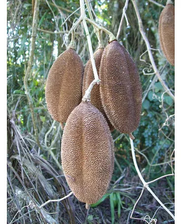 FRUTO MACACO 10 ud 2
