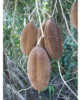 FRUTO MACACO 10 ud 2
