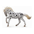 Yegua knabstrup collecta 1