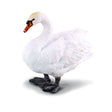 Cisne collecta 1