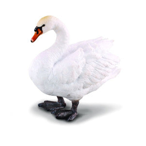 Cisne collecta 1