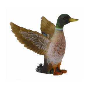 Pato real macho collecta 1