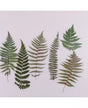 Stickers HOJAS HELECHOS 6 ud 1