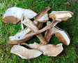Boletus deshidratado - Dendago