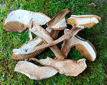 Boletus deshidratado - Dendago