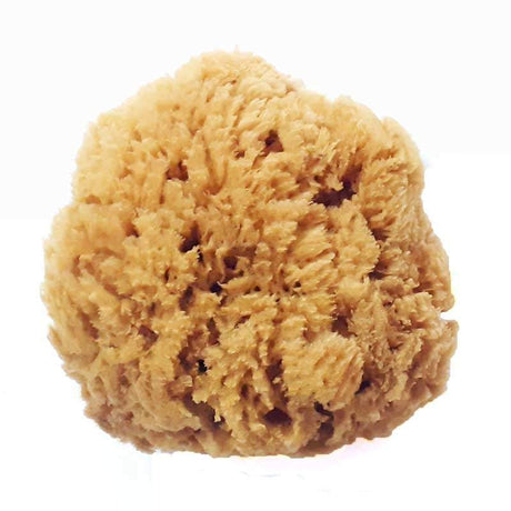 Esponja Marina - Dendago