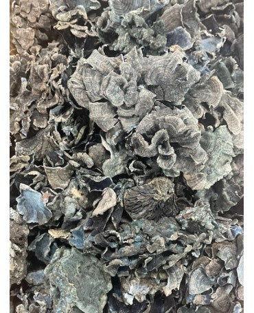 Seta Funghi Navy 50g 2