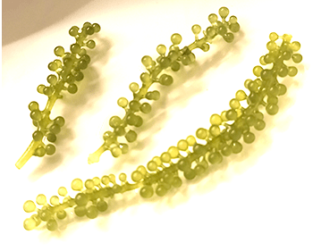 Uvas de mar - Dendago