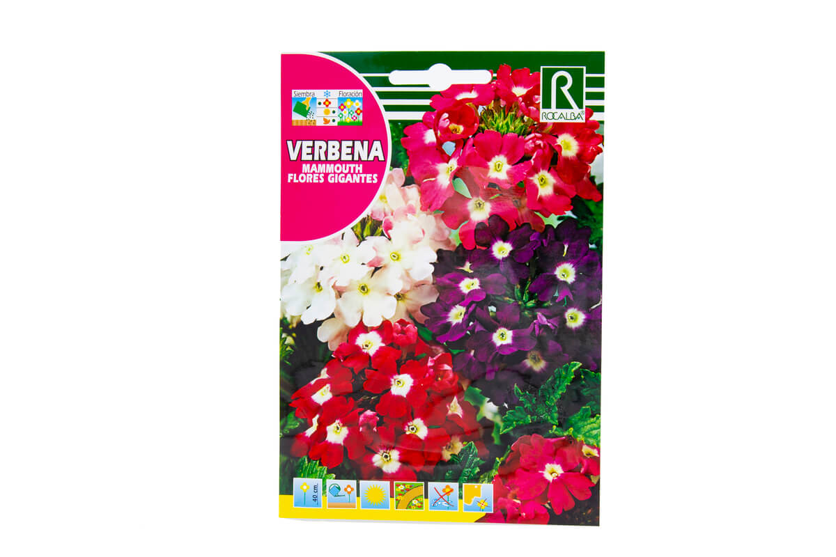 110_01_Verbena mammouthh flores gigantes