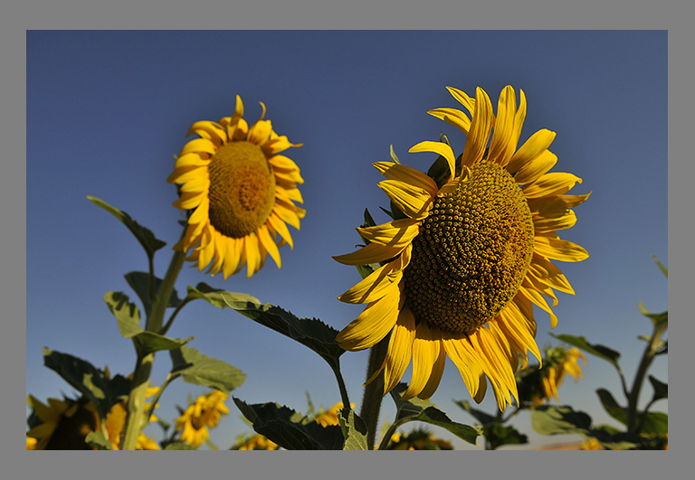 Fotografía País Vasco Girasol Valdegovía Gaubea, Araba.