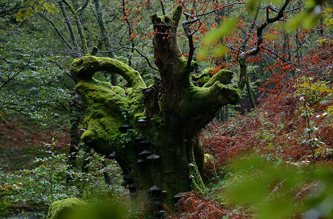 Fotografía País Vasco, Oiartzun, Gipuzkoa.